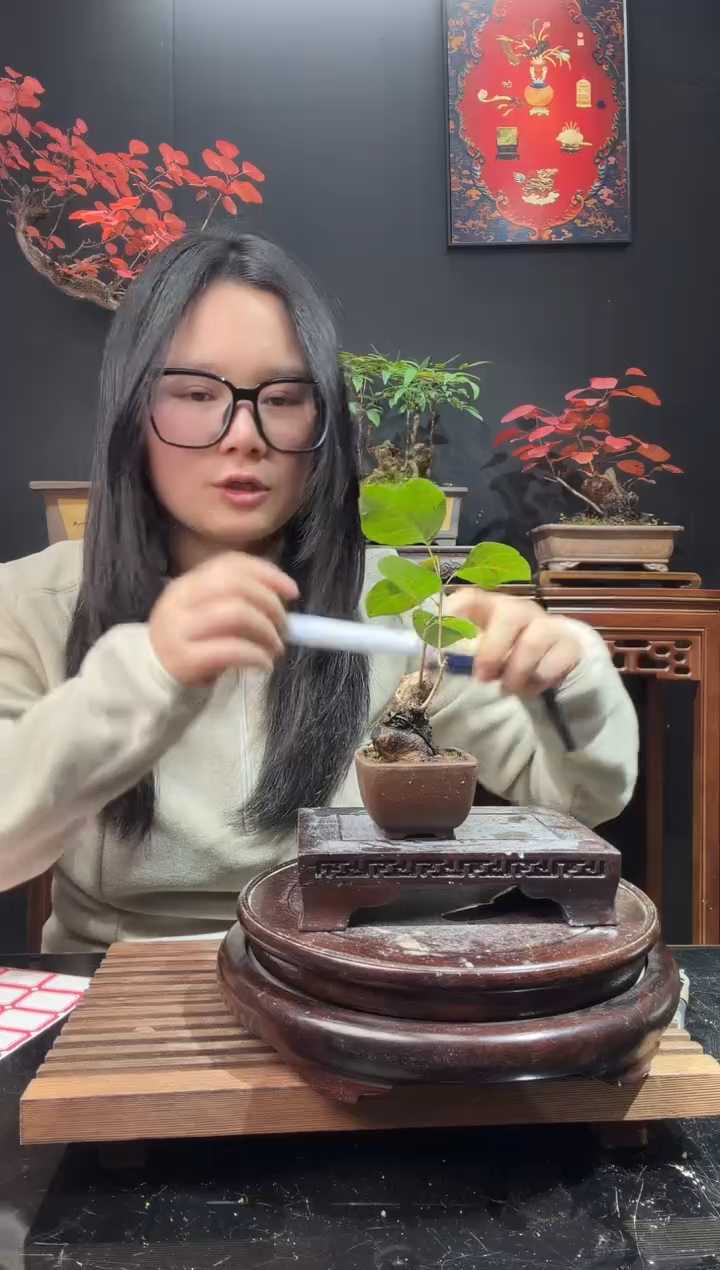 完全开放黄栌000