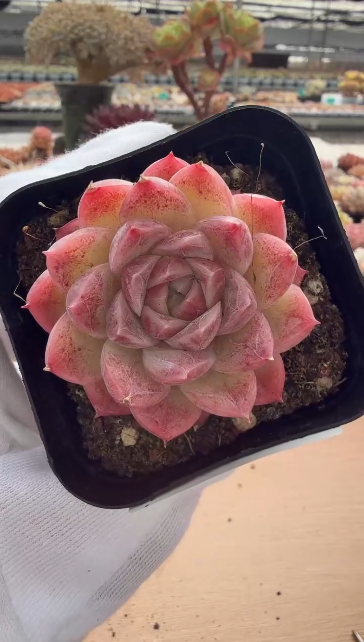 东云多肉园二店-21