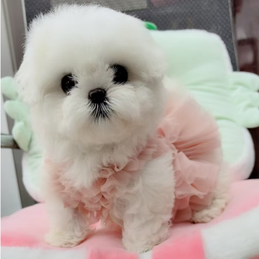（宠哥萌犬）比熊泰迪犬 宠物活体狗狗