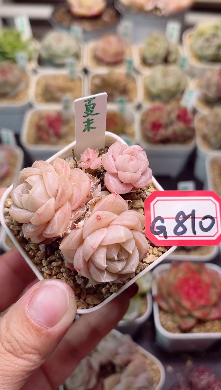 【闪购商品】G810夏末一物一拍