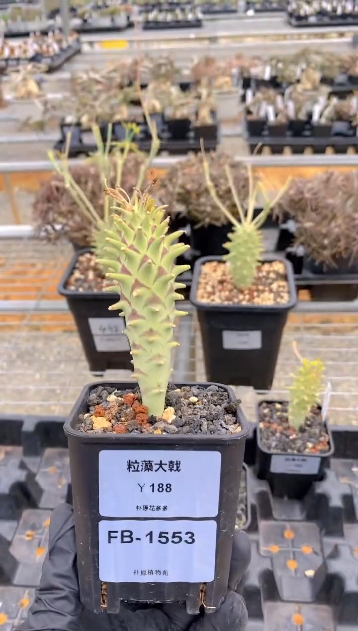 【闪购商品】粒藻大戟FB-1553