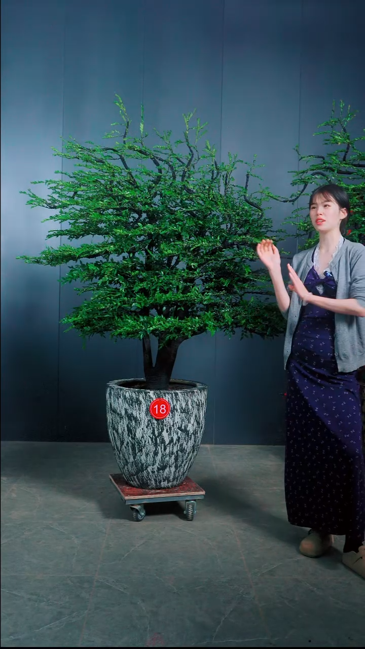 无花朵强*广东小叶紫檀.18号