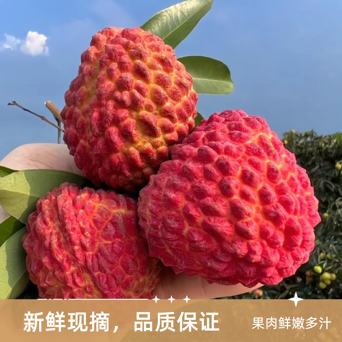 海南火山荔枝王/批发/零售3斤荔枝同城送特大荔枝王8斤特大荔枝王8斤特大荔枝王8斤新鲜海南省