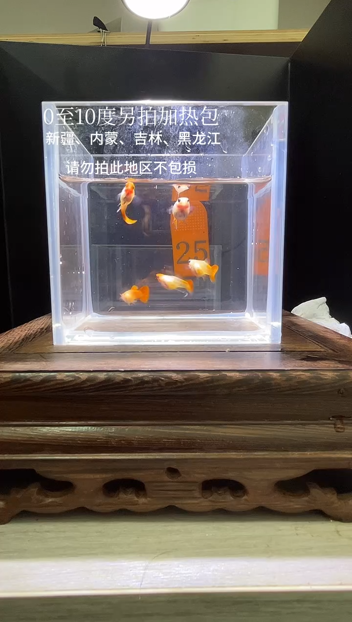 孔雀鱼深海蓝玻璃猫普通25