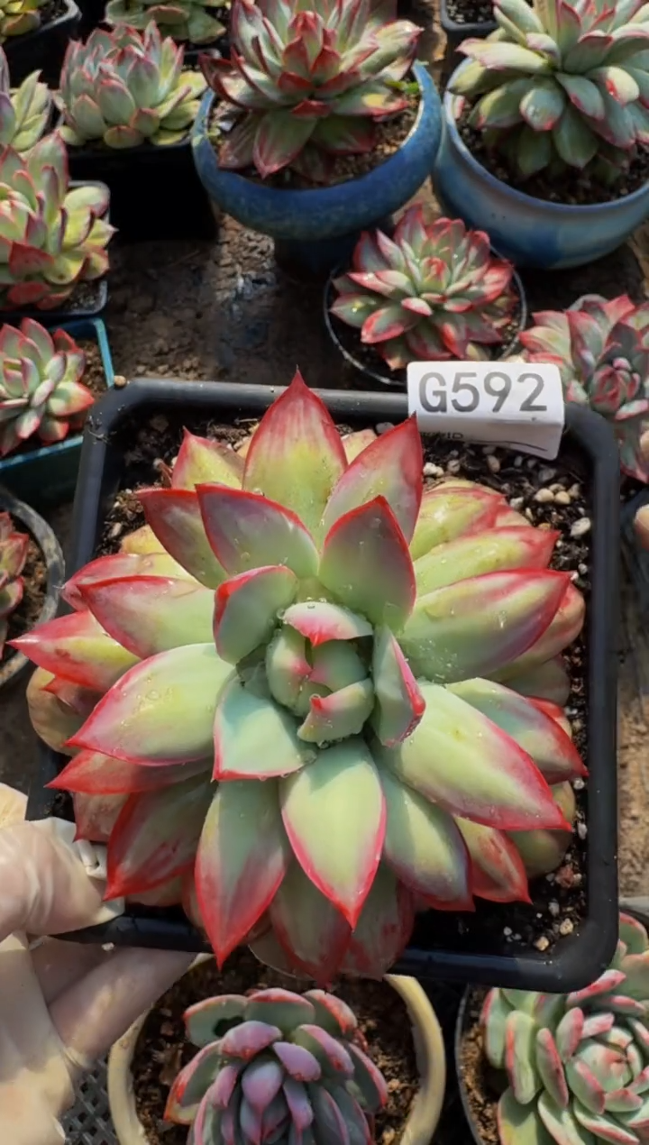 G592惊鸿仙子（裸根发货）