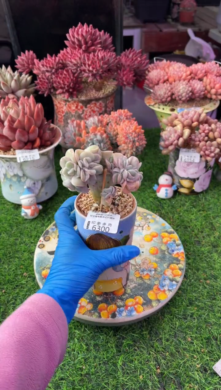 昆明印象多肉6300