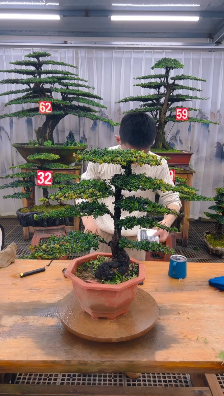 无花朵园****党精品盆景直播间一物一拍