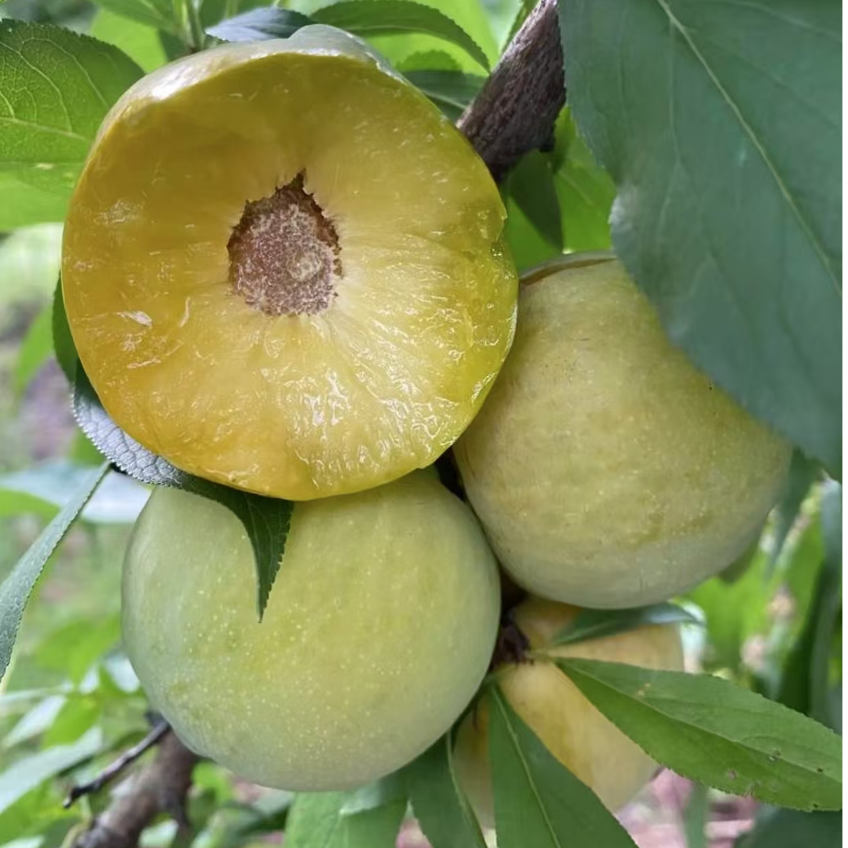 2斤【蜂糖李】纯甜无酸，脆嫩多汁，口感丰富，“李中贵族”贵州省