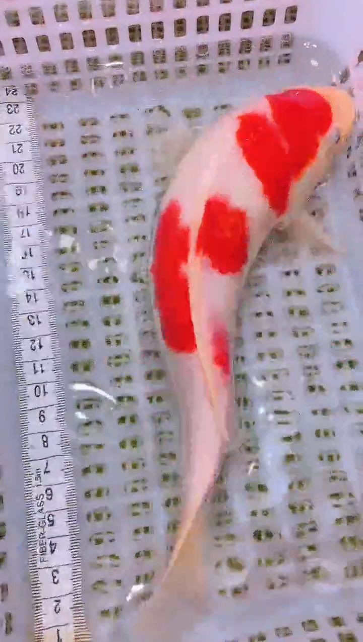 锦鲤冷水观赏鱼全场包邮174