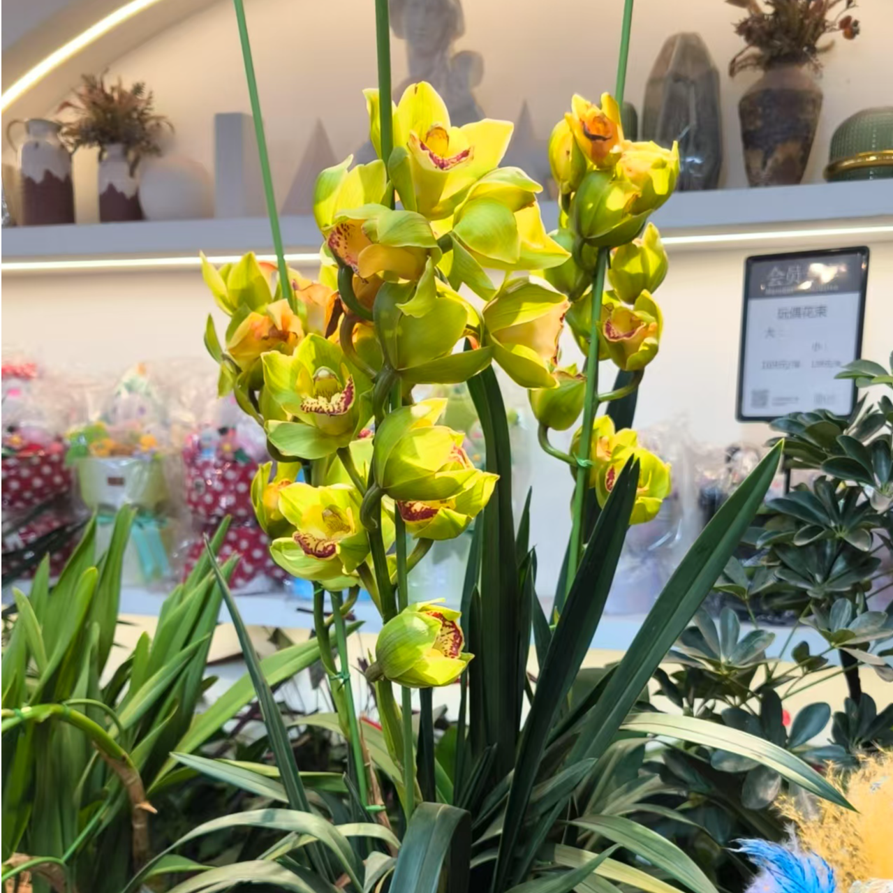 浅绿色直立蕙兰