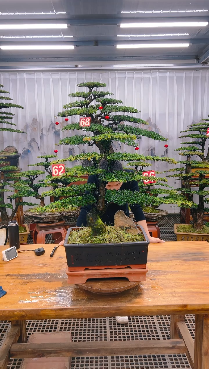 【闪购商品】紫砂精品盆景直播间一物一拍