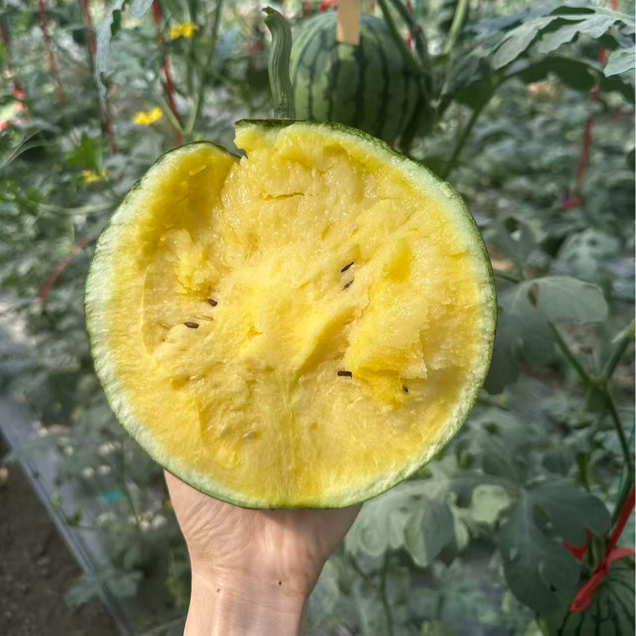 新人尝鲜体验特小凤西瓜1.5斤西瓜同城送新鲜辽宁省