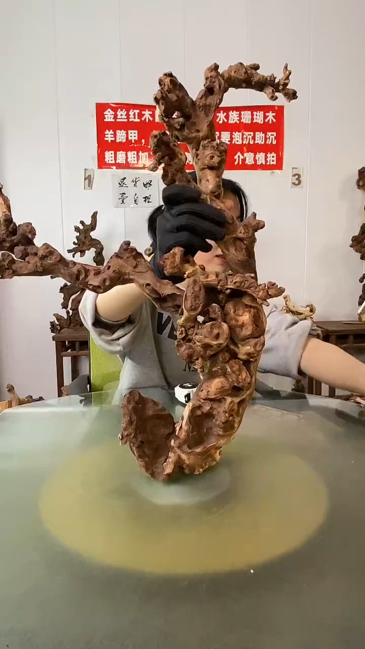 木喜**开金丝红木 羊蹄甲