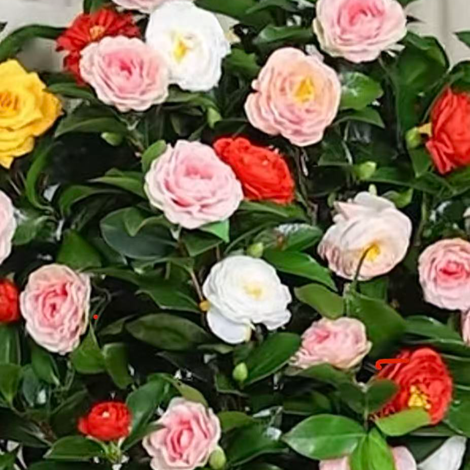 【高80cm-1米带花苞】五色茶花带花苞庭院老桩开花花卉绿植好y