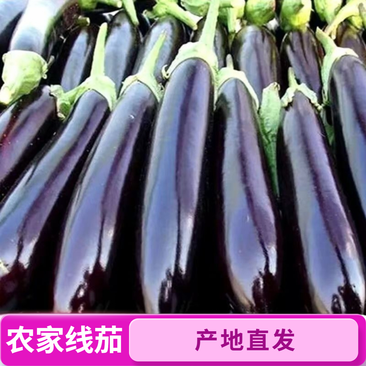 广东农家露天种植紫皮长茄子老品种线茄蔬菜现摘紫色茄子源头直供
