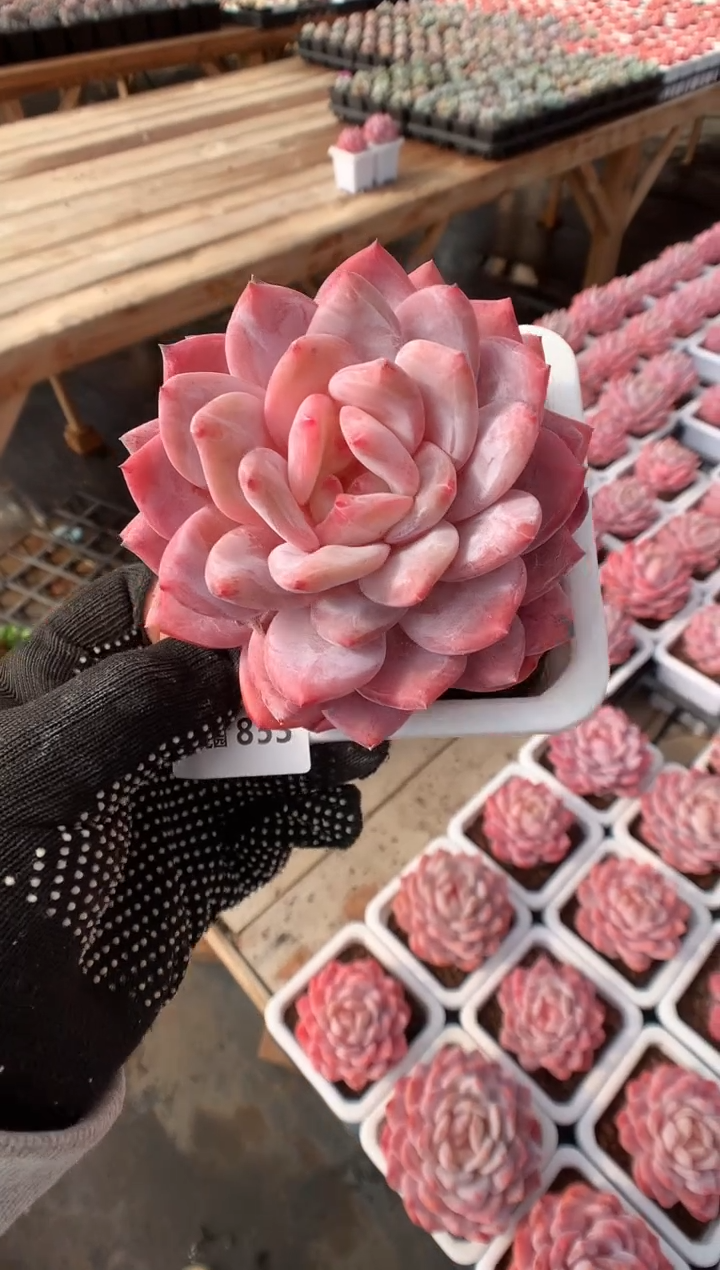 853韩橙多肉植物一物一拍