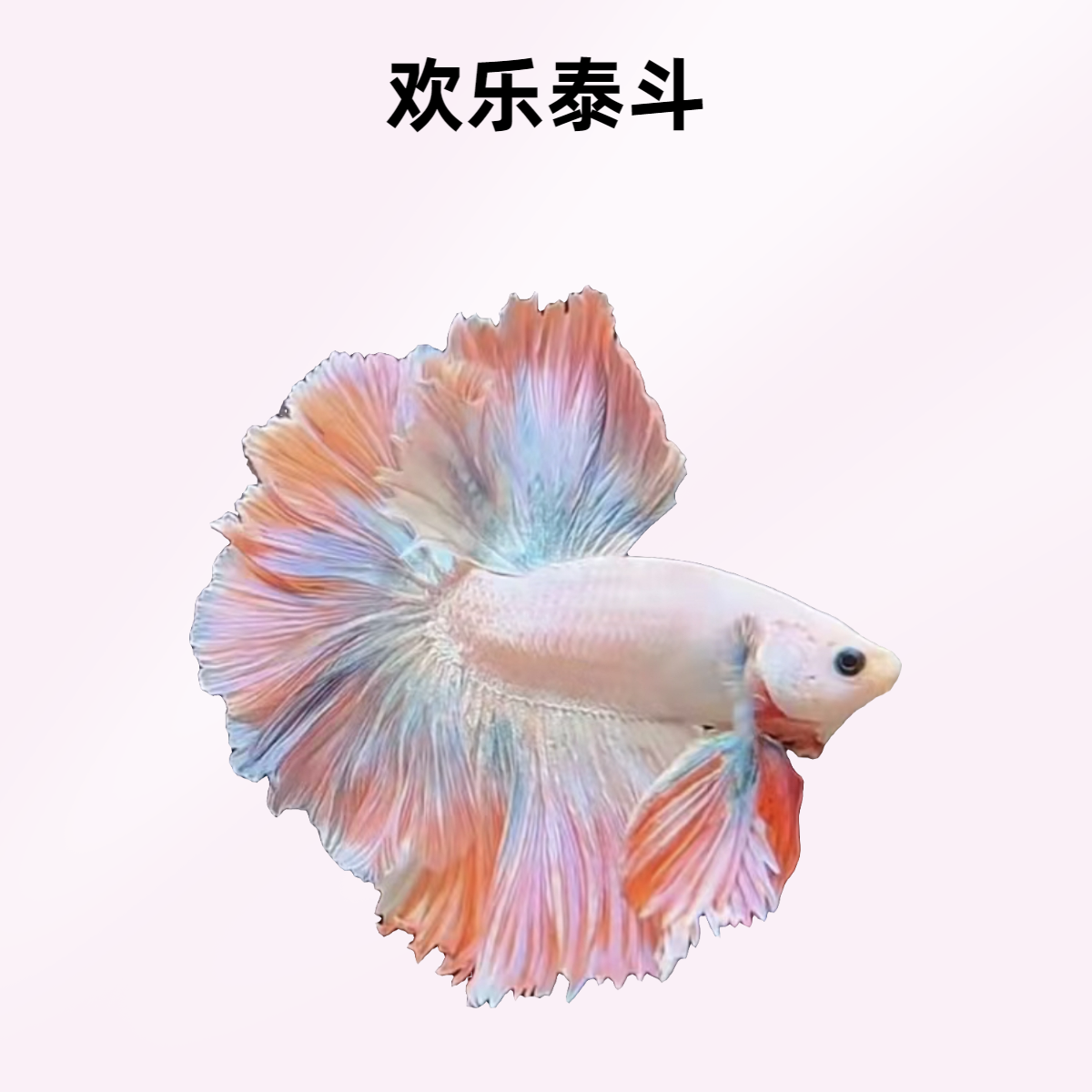 A3（49-72）欢乐泰斗小型观赏鱼（直播间选鱼）