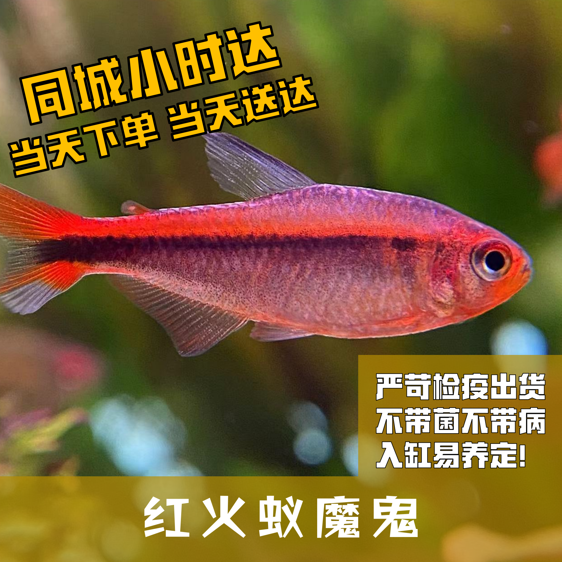 Boo小鱼红火蚁魔鬼小型灯科鱼