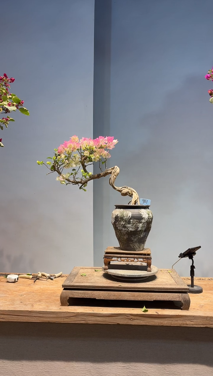 以实际为准辣*三角梅61