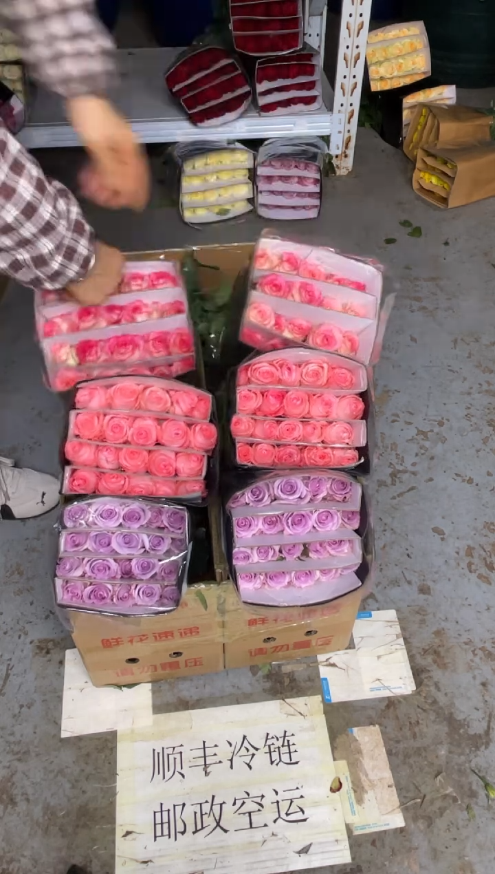 海洋之歌20枝+戴安娜20枝+艾沙20枝