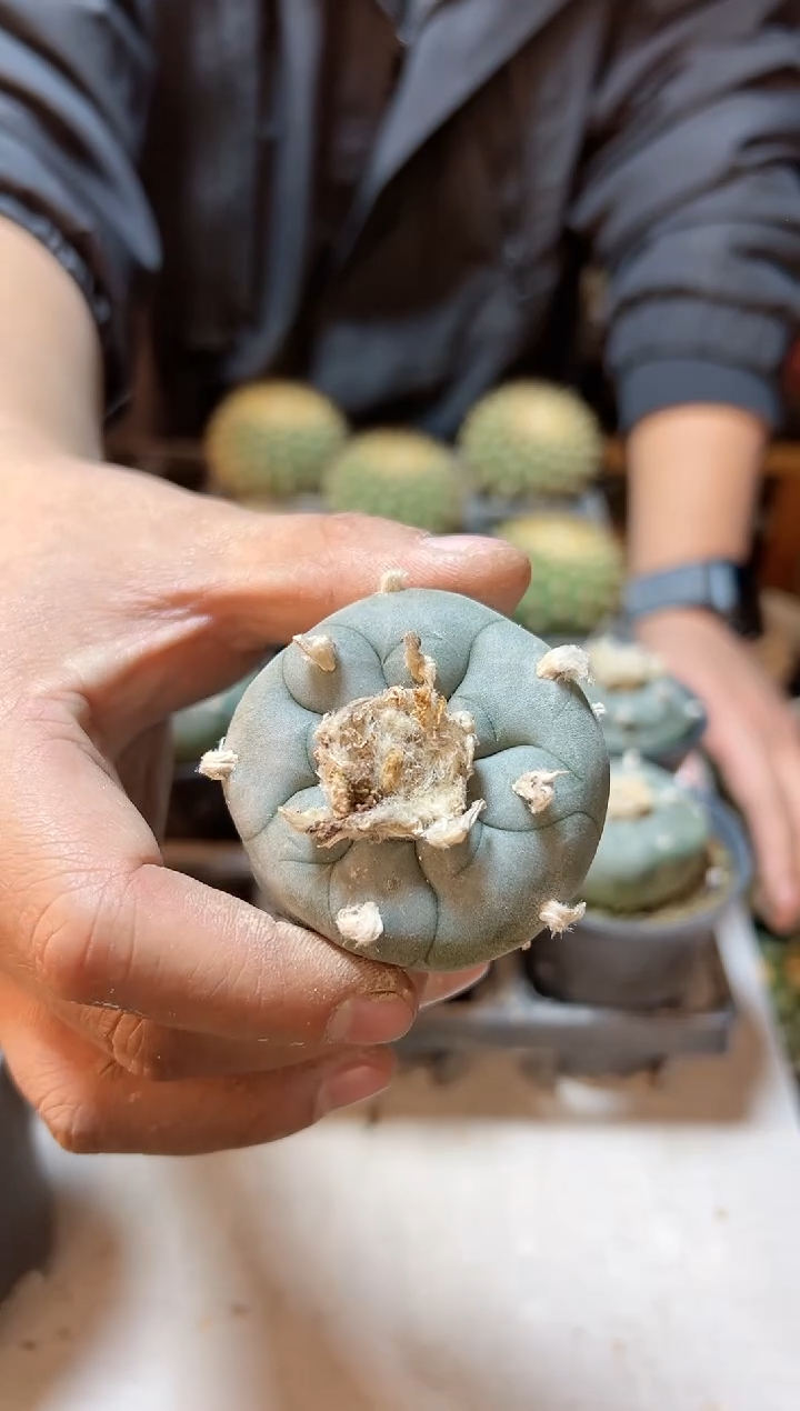 【闪购商品】实生KK勒骨乌5公分带盆