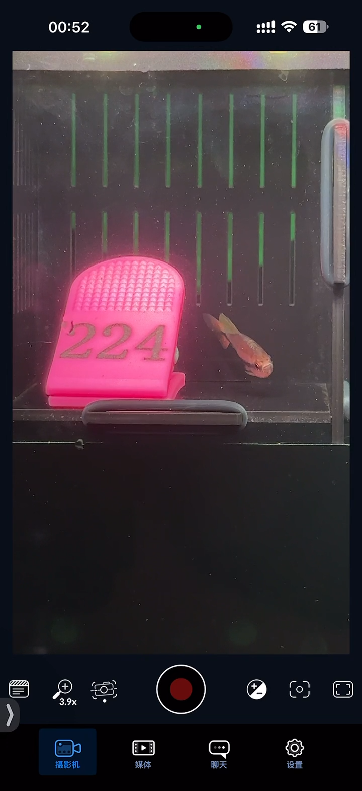 灯科鱼【224】杂毒药