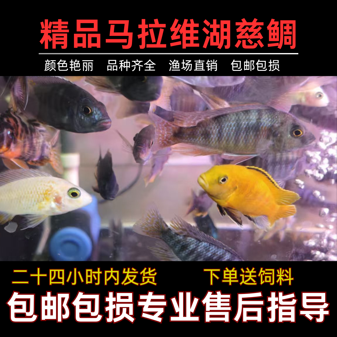 陕西发货包邮马拉维湖慈鲷鱼热带淡水活体观赏鱼中型好养耐活