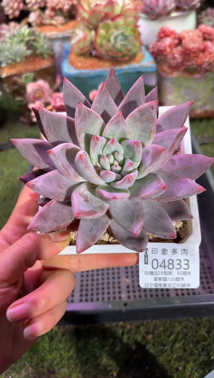 【闪购商品】04833