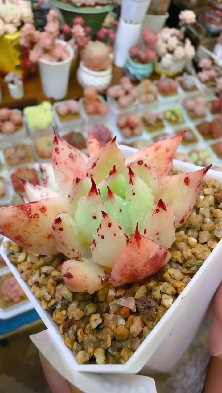 【闪购商品】喜—088—仙农(妖孽）