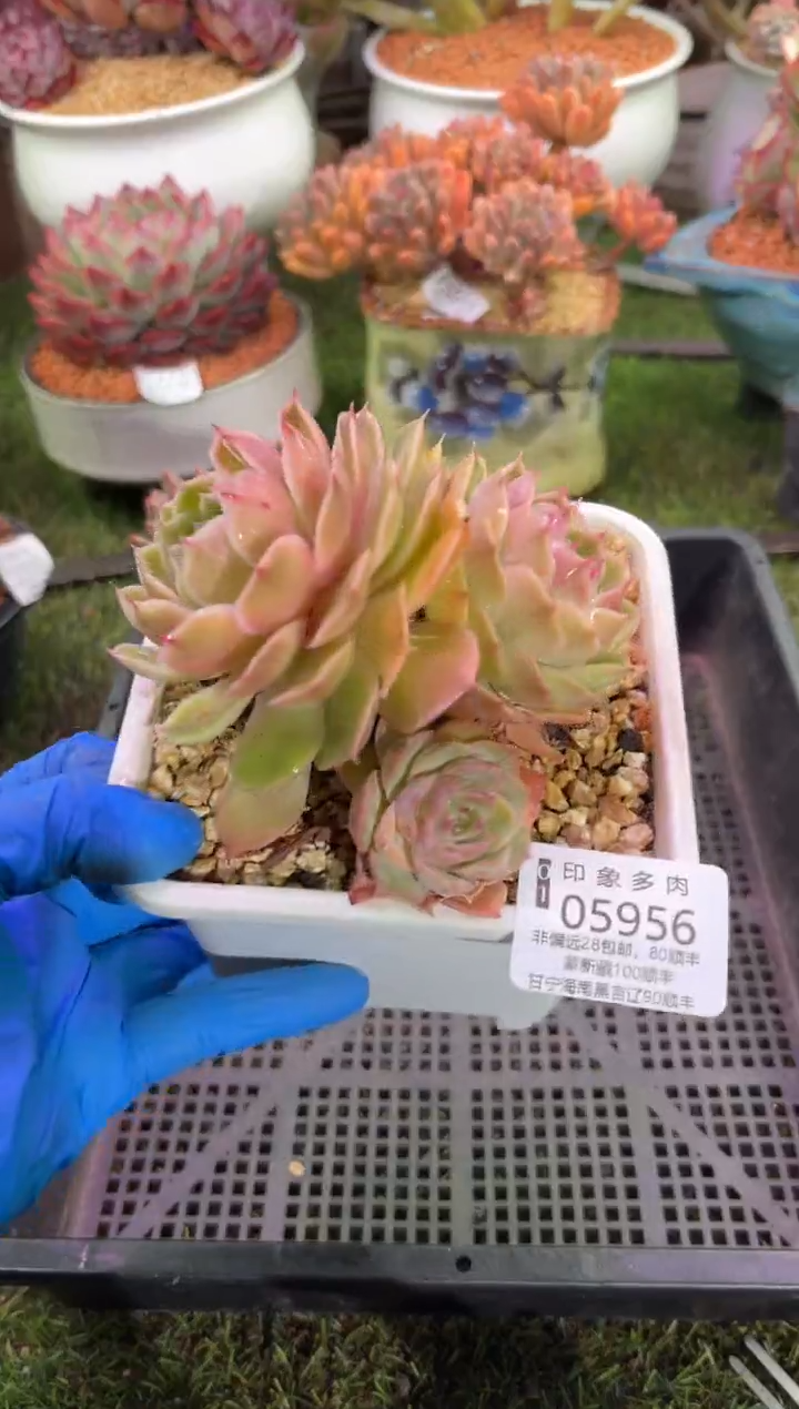 【闪购商品】05956