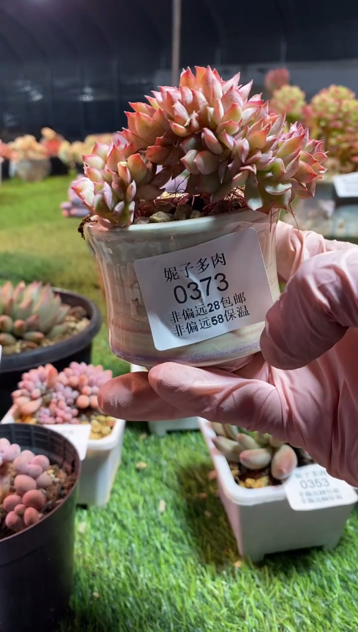 【闪购商品】0373a