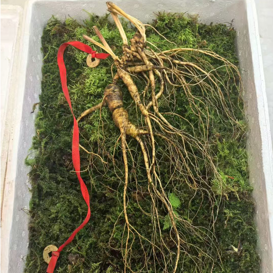 东北长白山林下山参 滋补 煲汤煮水泡酒