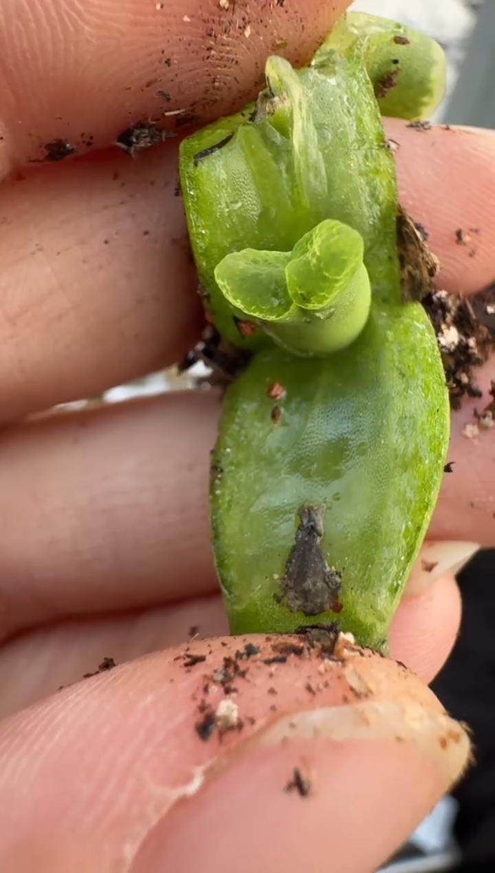 【闪购商品】6-62.