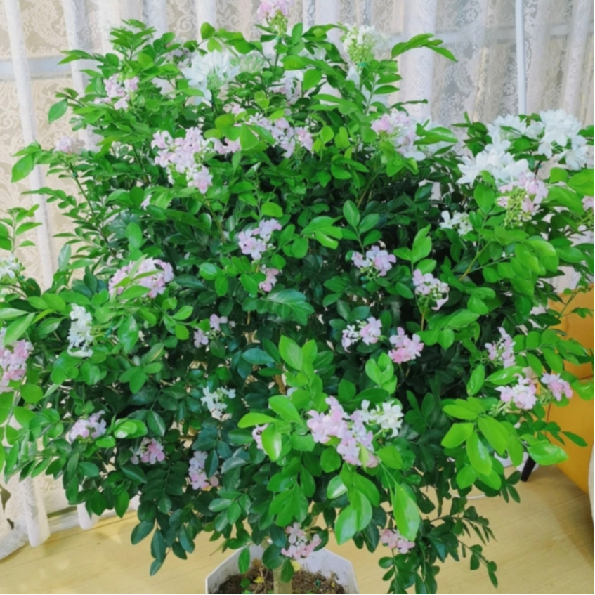 【50-60】九里香盆栽四季开花浓香型花卉庭院室内好养驱蚊盆景l