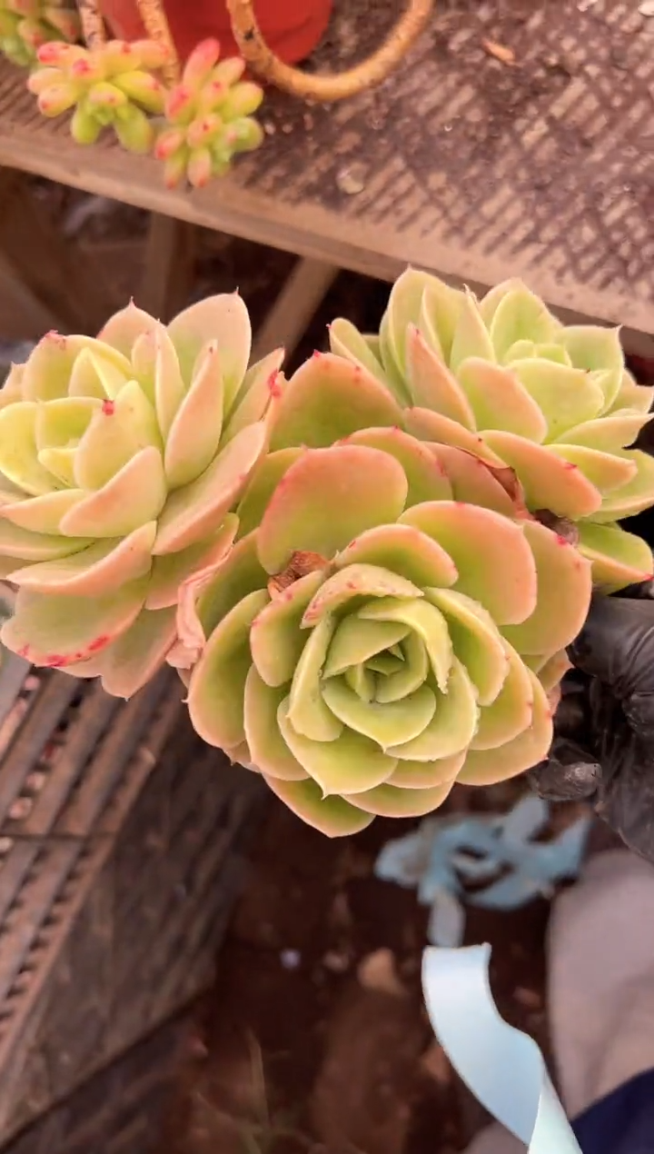 肉***员多肉植物一物一拍26412