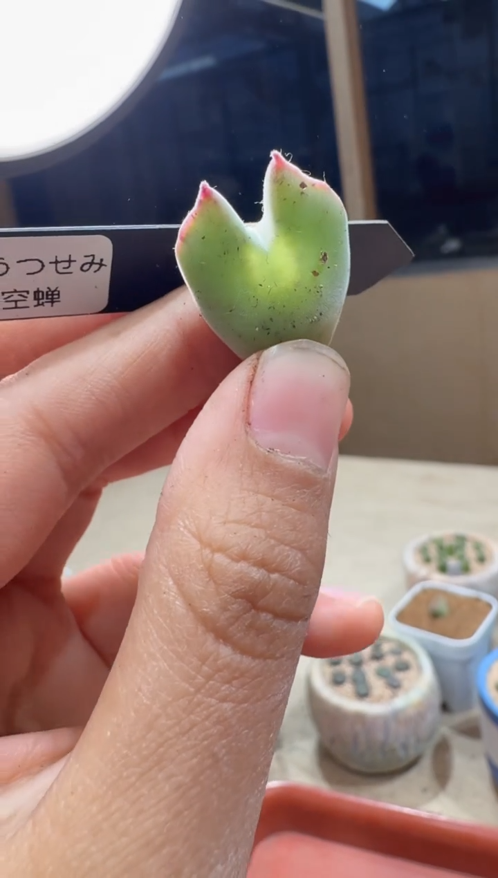 多肉植物肉锥23-160猫头鹰