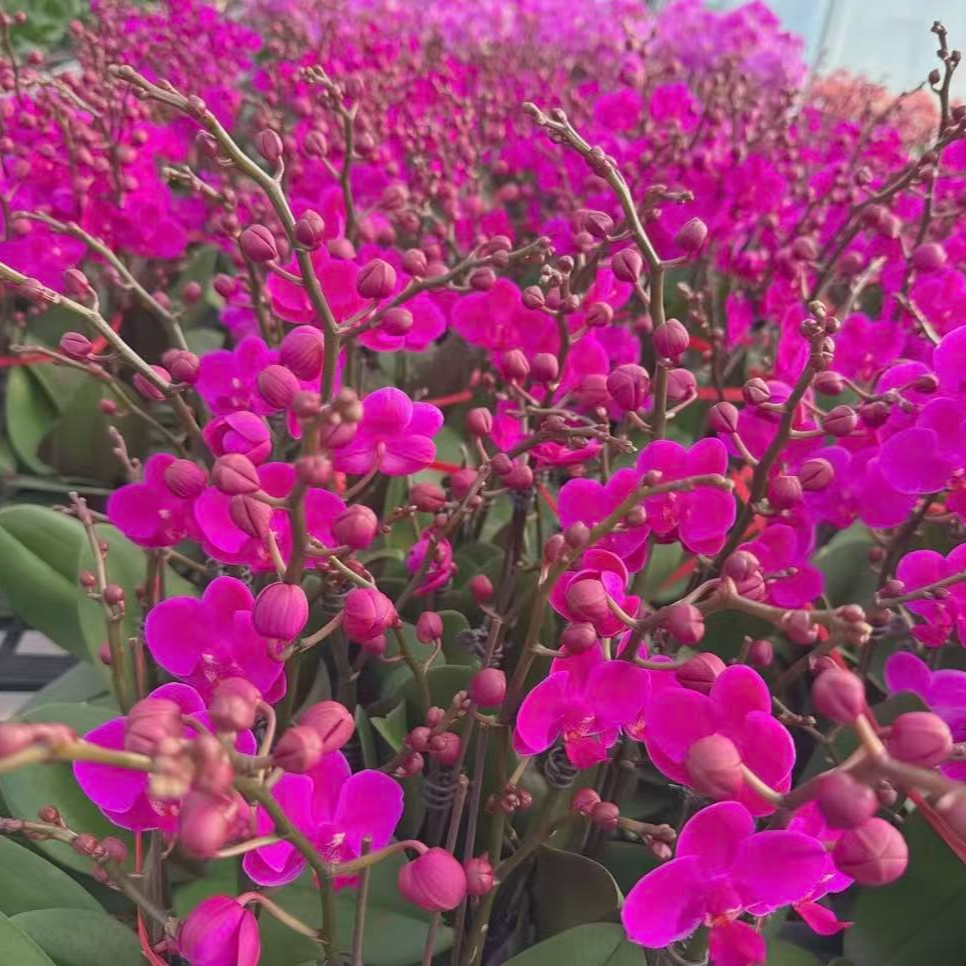 精选蝴蝶兰【满天红1】紫红色小花型 室内花卉绿植长花期 基地直发