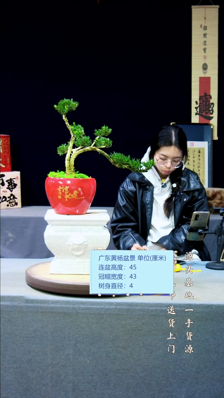 【闪购商品】雀舌黄杨盆景雀舌黄杨盆景