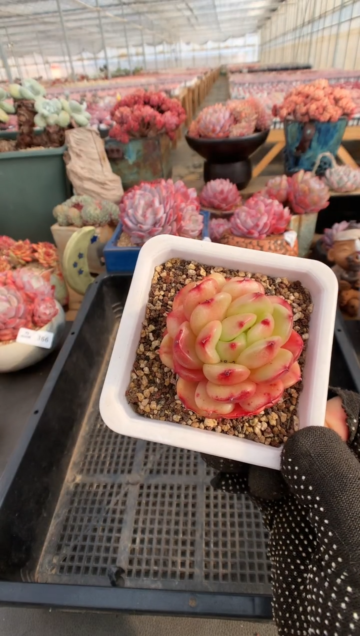 【闪购商品】425梦露香奈儿一物一拍