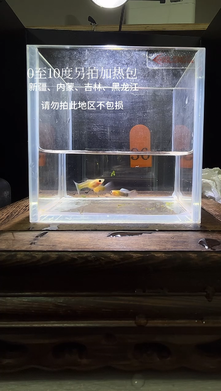 孔雀鱼黄肉蓝礼服玻璃猫普通体36