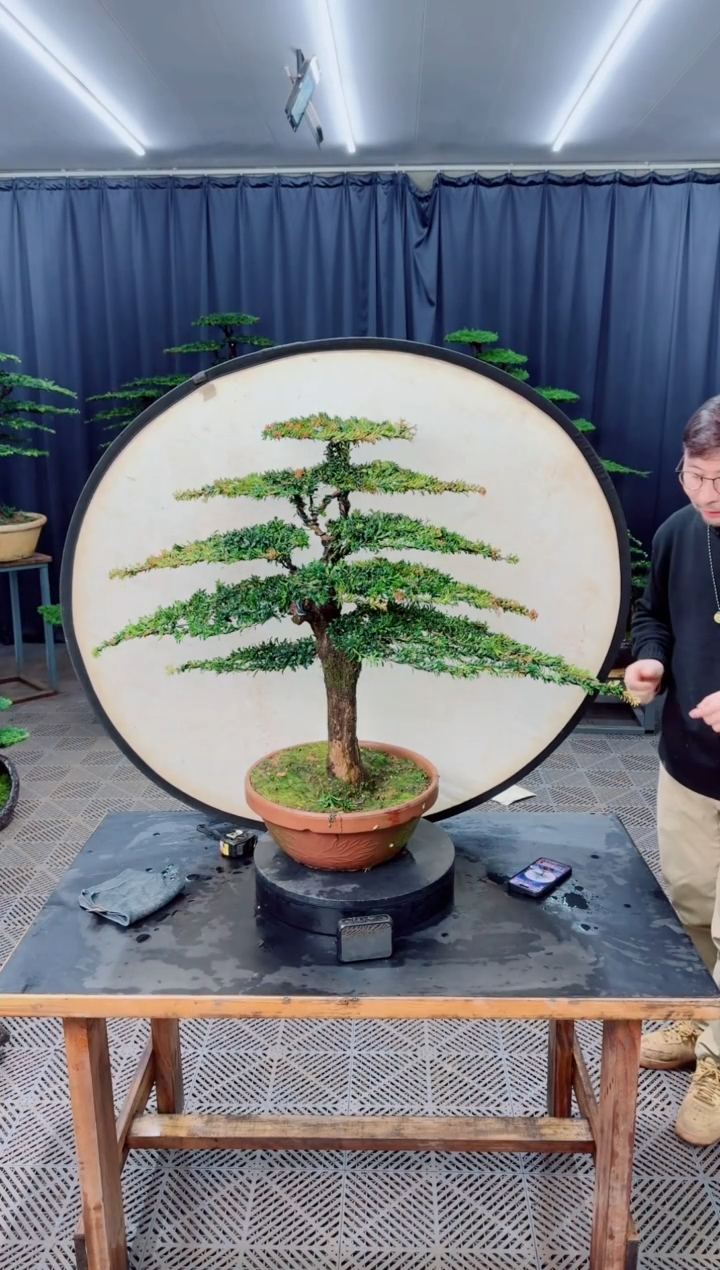 无花朵盆景.....