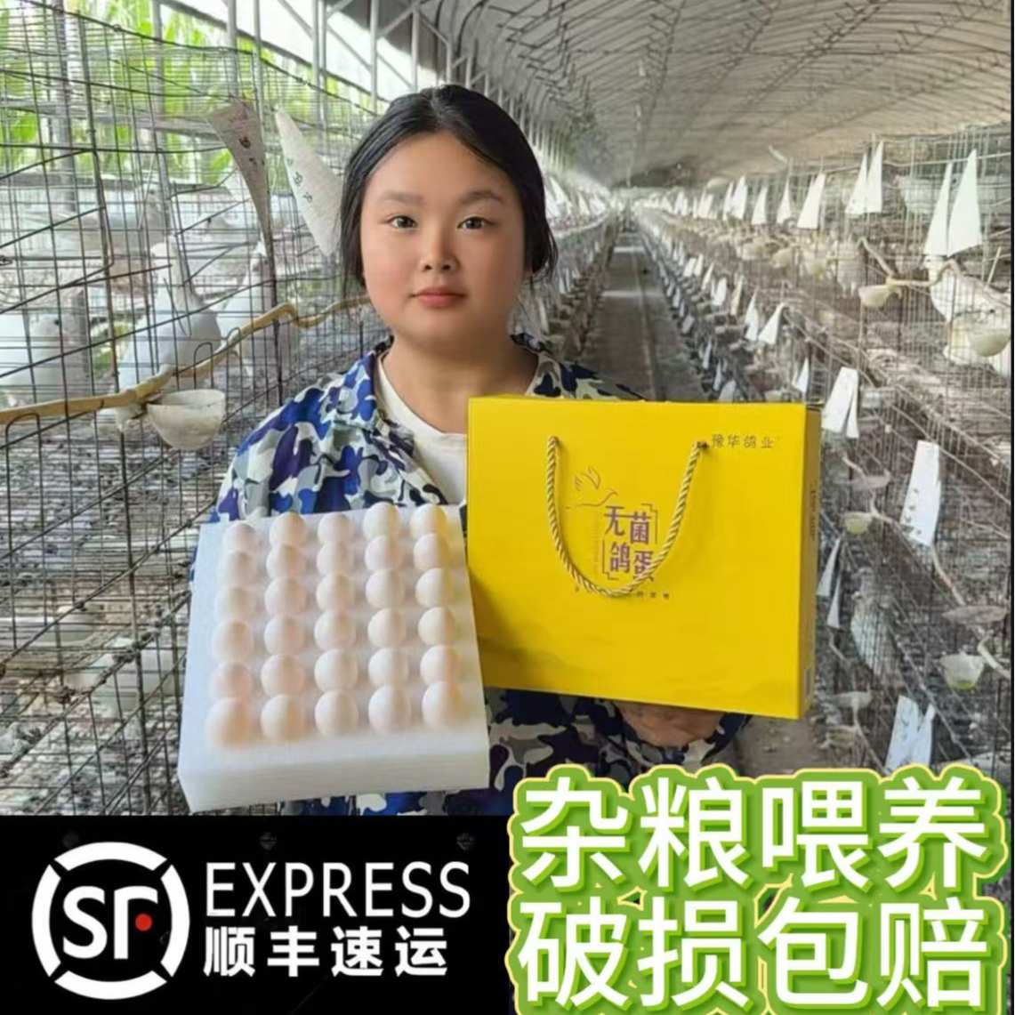 新鲜杂粮鸽蛋鸽棚顺丰包邮宝宝孕妇生鲜优选30枚-60枚