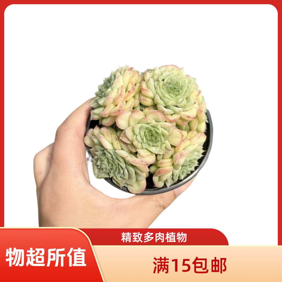 白天鹅一颗带盆多肉植物（满15元包邮）阳台露台办公室绿植植