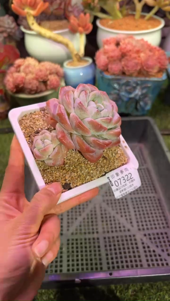 【闪购商品】07322