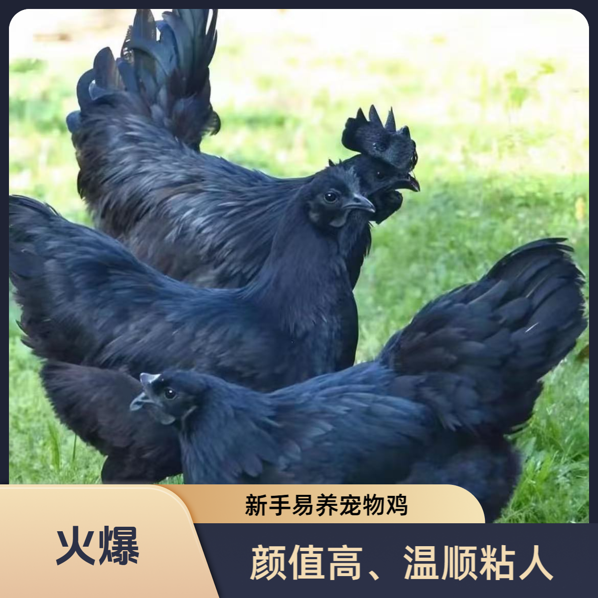 宠物鸡  可爱粘人 温顺不吵人 健康活泼 京东包邮到家！