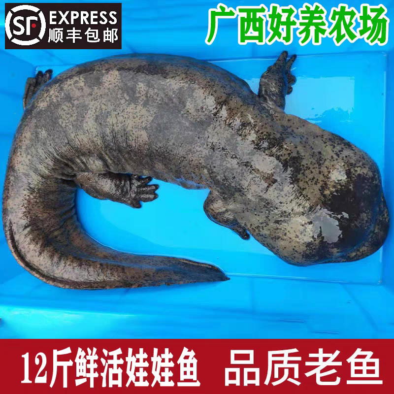 12斤一条娃娃鱼鲜活食用活体大鲵鱼生态养殖水产海鲜活物顺丰包邮