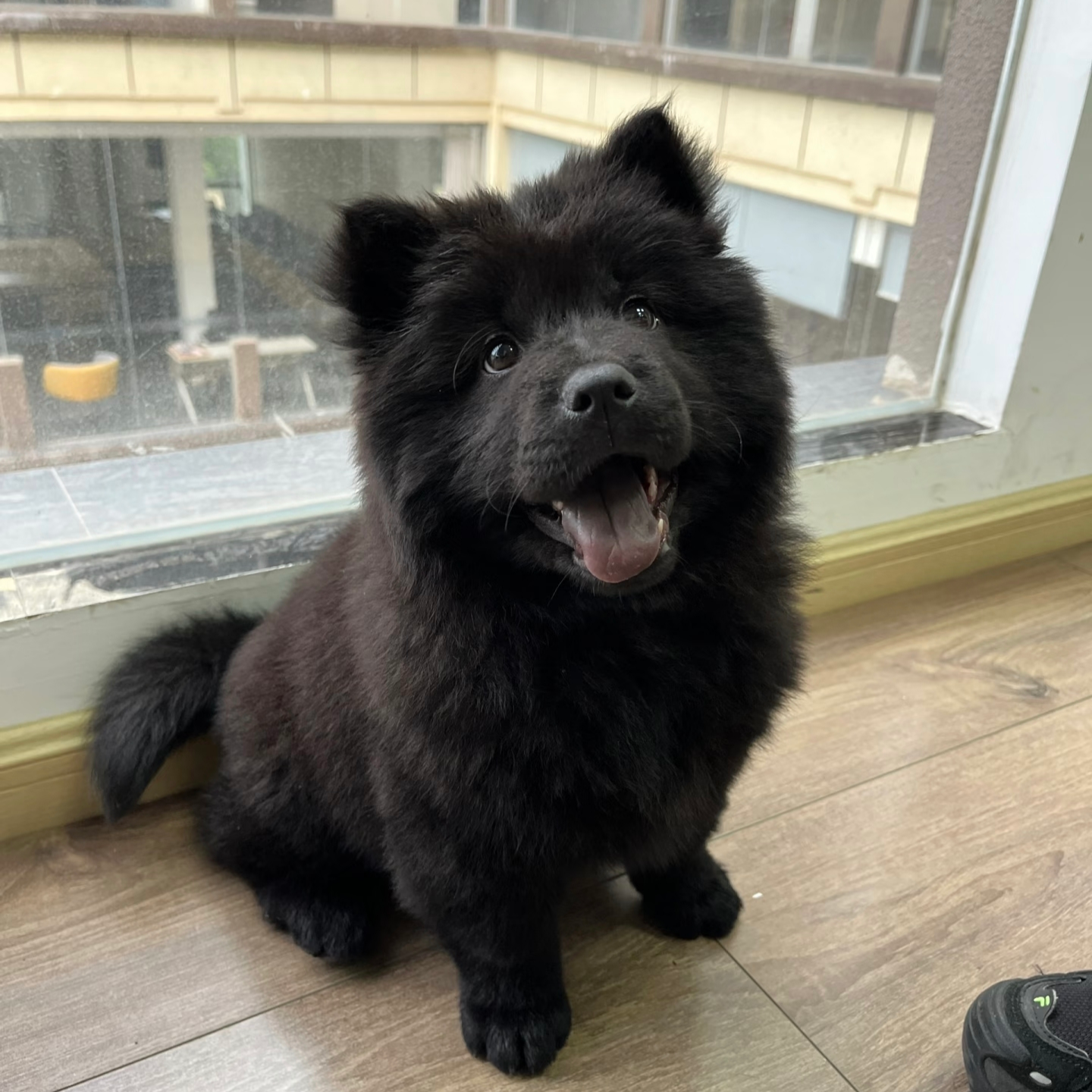 中华田园犬-五黑/黄狗白面/铁包金/土松等