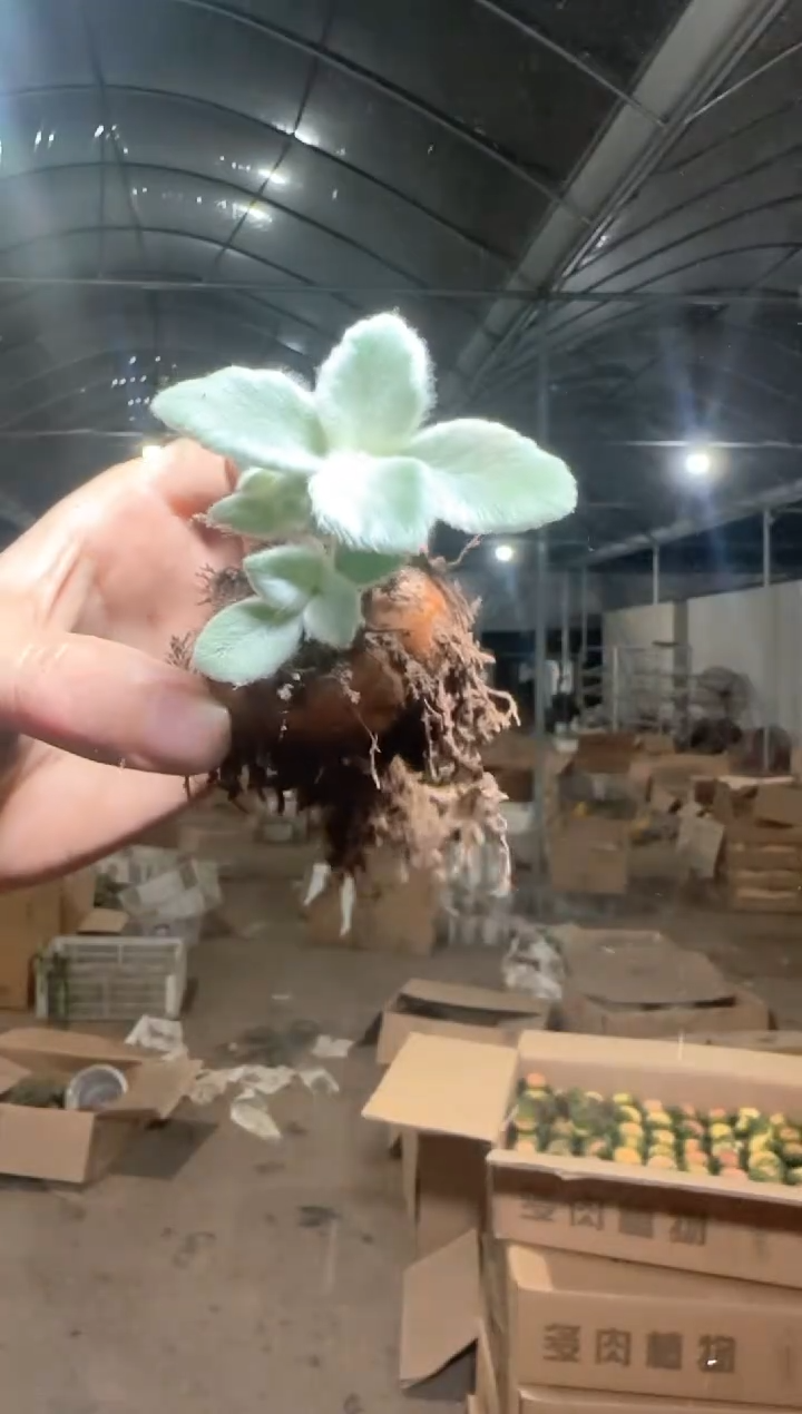 断崖 女王【带根】