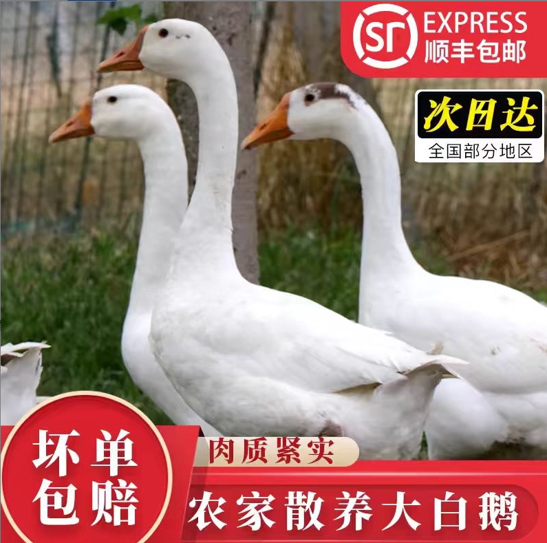 【顺丰包邮】农家散养白鹅新鲜大鹅整只宰完净重6斤左右带心肝