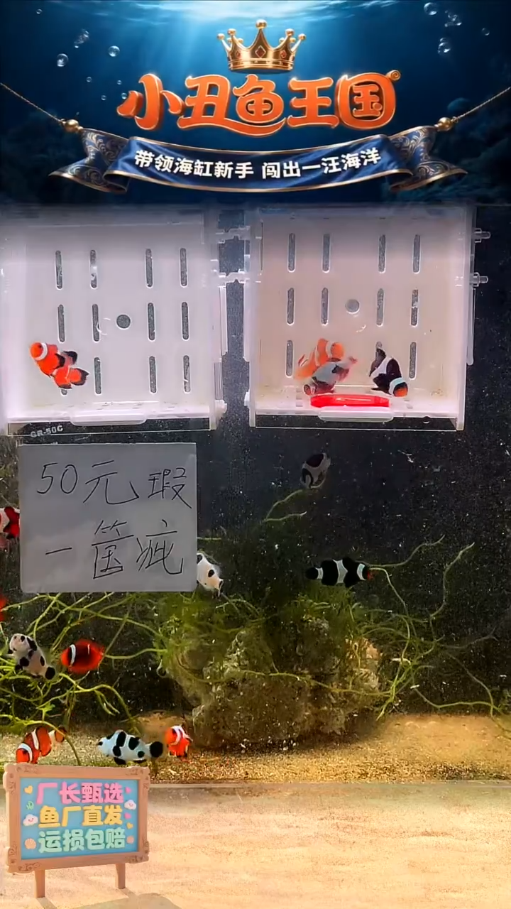 海水7号盒子瑕疵三只